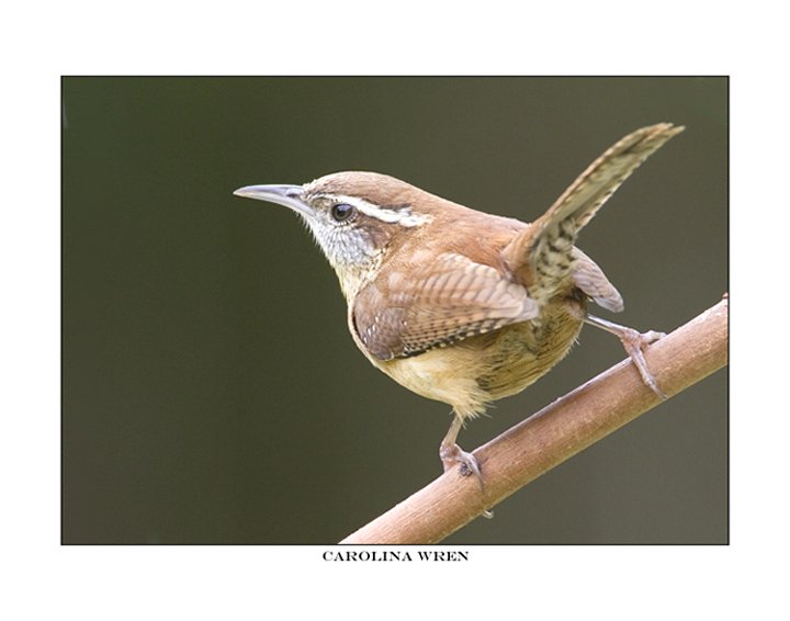 3025 carolina wren.jpg
